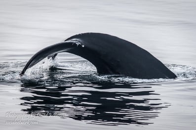 Whale Watching