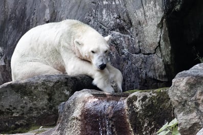 My trip to the Bronx Zoo